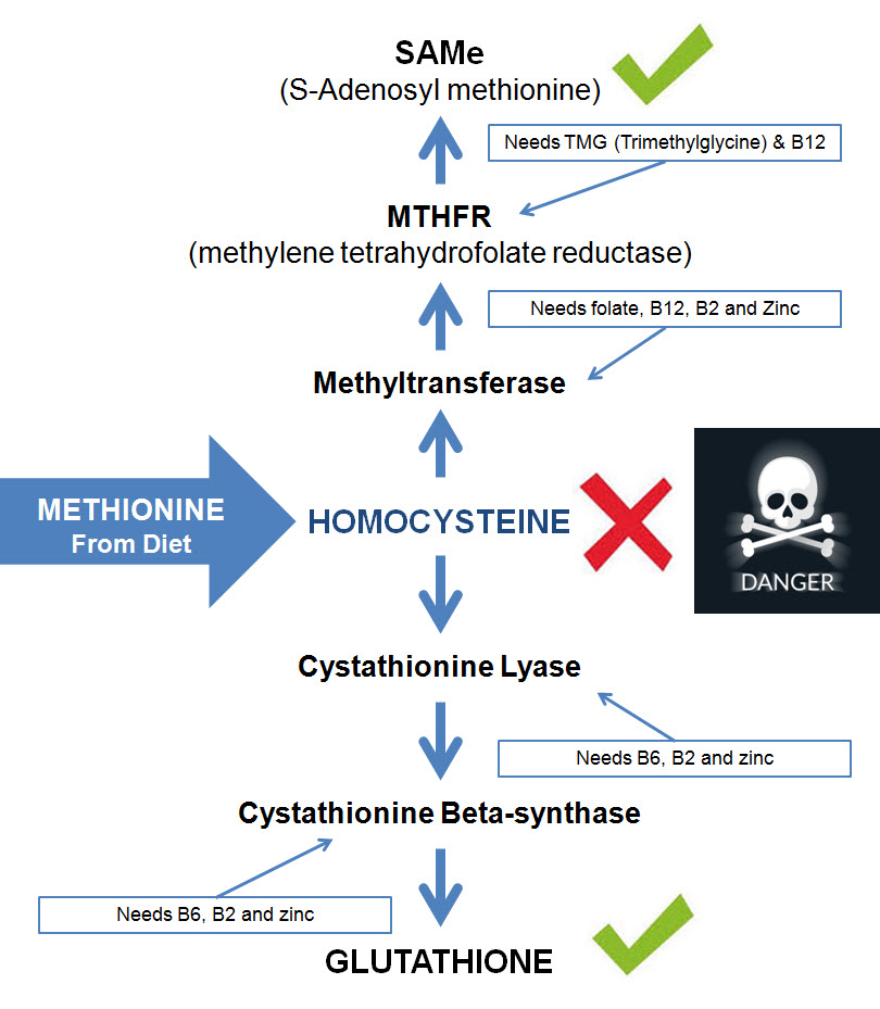 Homocysteine methylation cycle