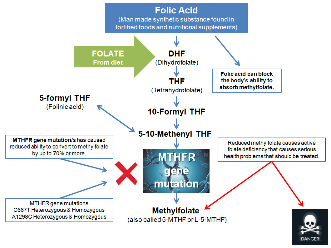 MTHFR folic acid pathway